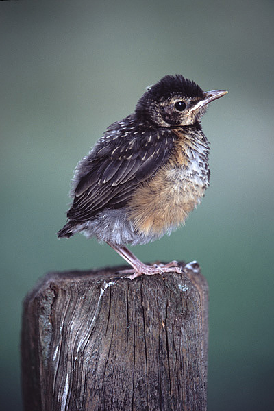 Baby Robin
